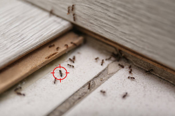 Best Emergency Pest Control  in Warren, IN
