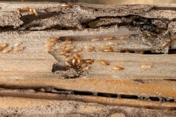 Best Affordable Exterminators  in Warren, IN