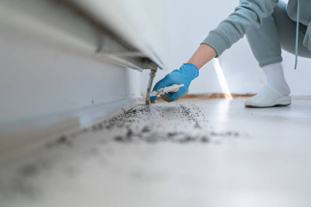 Wasp Removal Services in Warren, IN